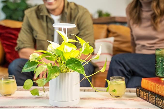 AeroGarden Stem Grow Light for Indoor Plants, Grow Live Plants Anywhere in The Home, Adjustable Light Modes, Cream