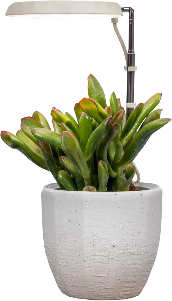 AeroGarden Stem Grow Light for Indoor Plants, Grow Live Plants Anywhere in The Home, Adjustable Light Modes, Cream