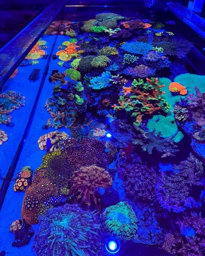 Kessil A360XE Tuna Blue Saltwater Aquarium LED Light Tank Full Color Spectrum for Superior Coral Reef Growth